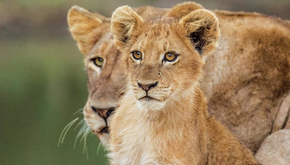 10 Things You Didn’t Know About Lions