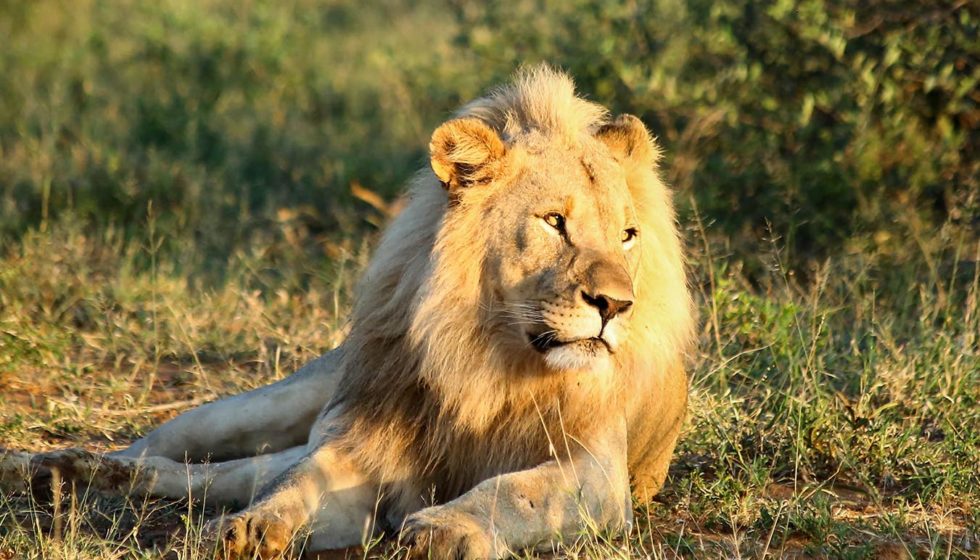 10 Things You Didn’t Know About Lions