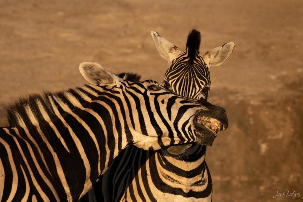 A “Dazzle” of Zebra