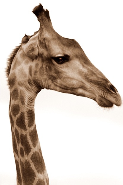 Ranger Diaries: Madikwe’s Giraffes