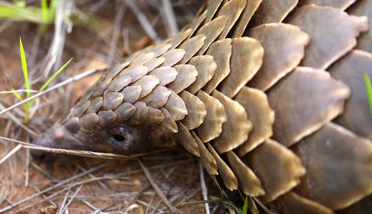 The First Pangolin Sighting in 60 Years of Being on Safari All Over Africa