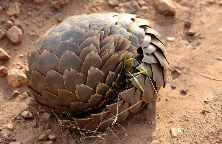 The First Pangolin Sighting in 60 Years of Being on Safari All Over Africa