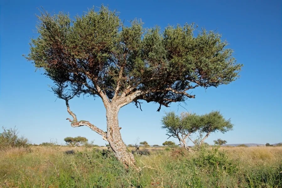 Trees of Madikwe – A Celebration of Life